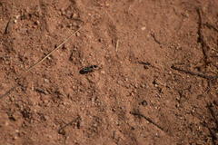 Xanthochilus saturnius