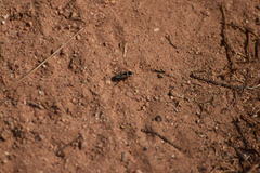 Xanthochilus saturnius
