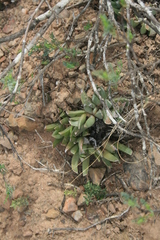 Acrodon bellidiflorus