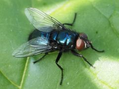 Protophormia terraenovae