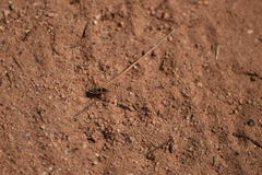Xanthochilus saturnius