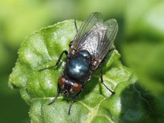 Protophormia terraenovae