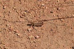 Melanoplus devastator