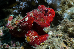 Scorpaenopsis macrochir