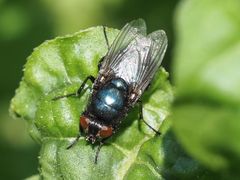 Protophormia terraenovae