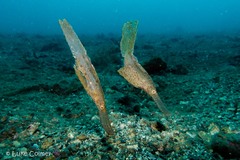 Solenostomus cyanopterus