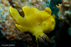 Antennarius pictus