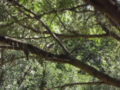 Passer melanurus melanurus