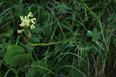 Pedicularis ascendens