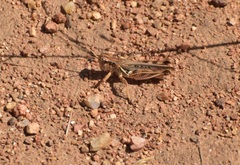 Melanoplus devastator