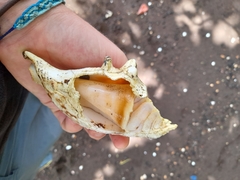 Lambis lambis