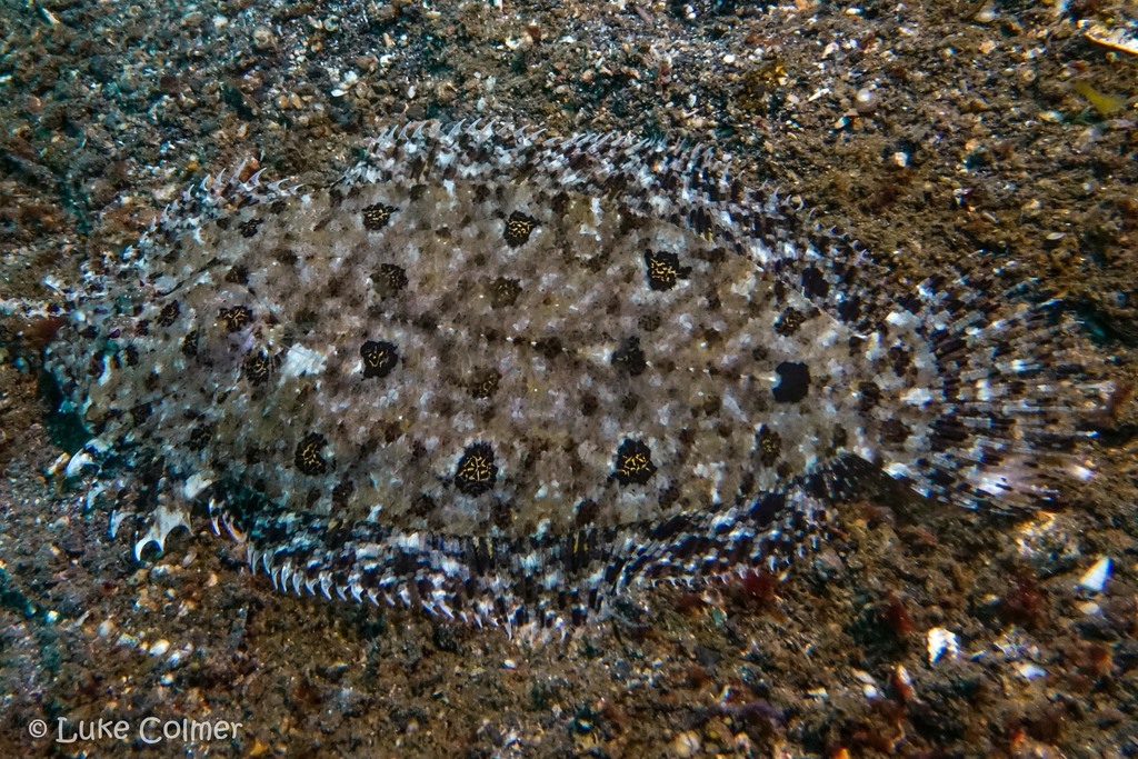 Intermediate Flounder