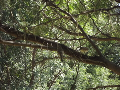 Passer melanurus melanurus