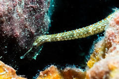 Corythoichthys ocellatus