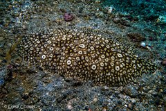 Pardachirus pavoninus