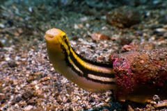 Petroscirtes breviceps