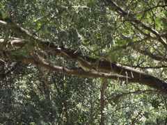 Passer melanurus melanurus