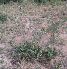 Aloe zebrina image