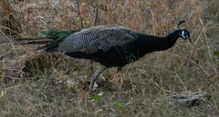 Pavo cristatus
