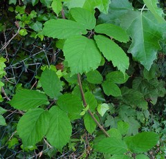 Rubus cissburiensis