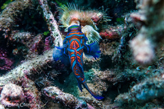 Synchiropus splendidus