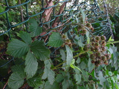 Rubus cissburiensis