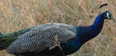 Pavo cristatus
