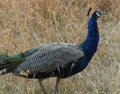 Pavo cristatus