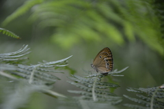 Coenonympha oedippus