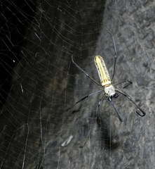 Nephila pilipes
