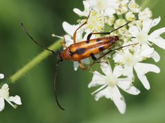 Stenurella septempunctata