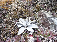 Brachyglottis haastii
