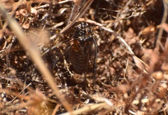 Clidophleps