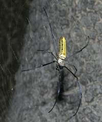 Nephila pilipes