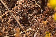 Clidophleps