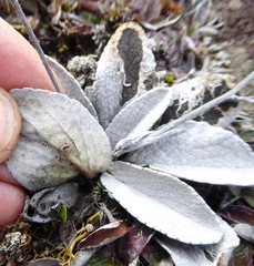 Brachyglottis haastii