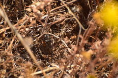 Clidophleps
