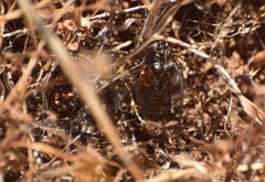 Clidophleps