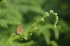 Coenonympha oedippus