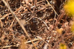 Clidophleps