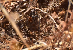 Clidophleps