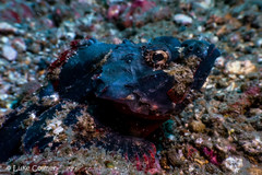 Scorpaenopsis macrochir