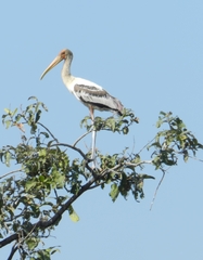 Mycteria leucocephala