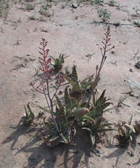 Aloe zebrina image