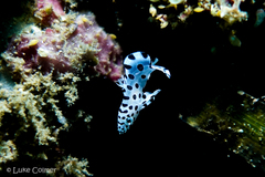 Chromileptes altivelis
