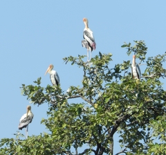 Mycteria leucocephala