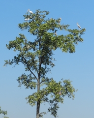 Mycteria leucocephala