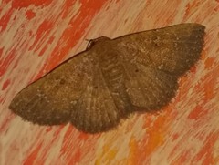 Cerynea punctilinealis