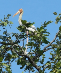 Mycteria leucocephala