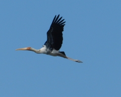 Mycteria leucocephala